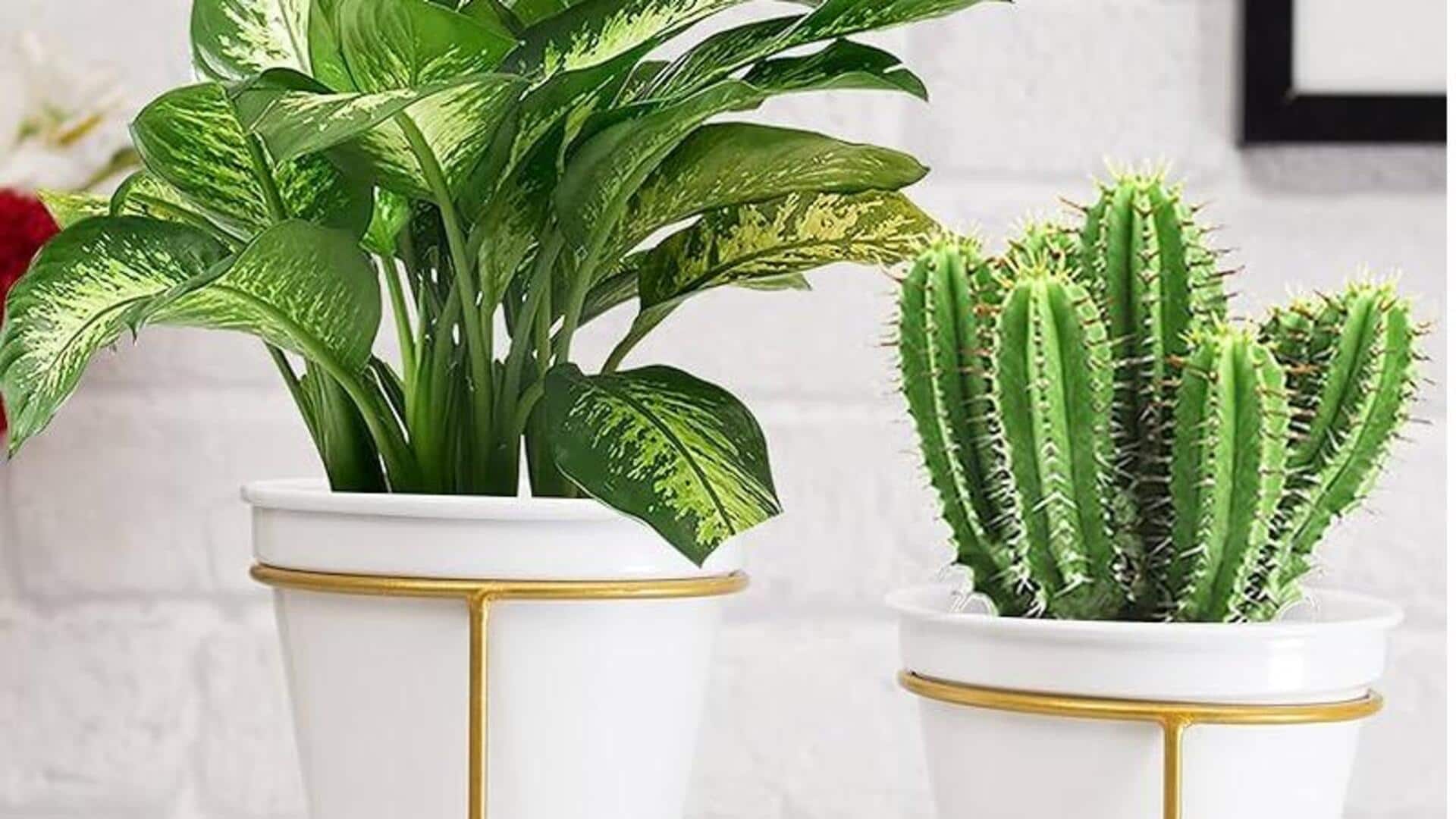 Twin planters: All about this decor item