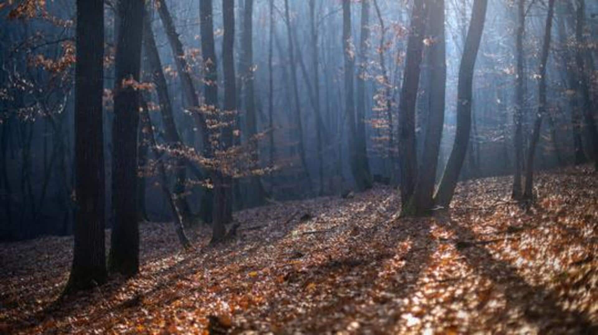 Hiking Romania's Hoia Forest: A must-try adventure Hiking Romania's Hoia Forest: A must-try adventure