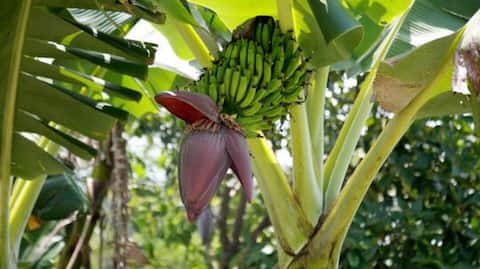 DIY enthusiasts, try this banana bark craft idea 