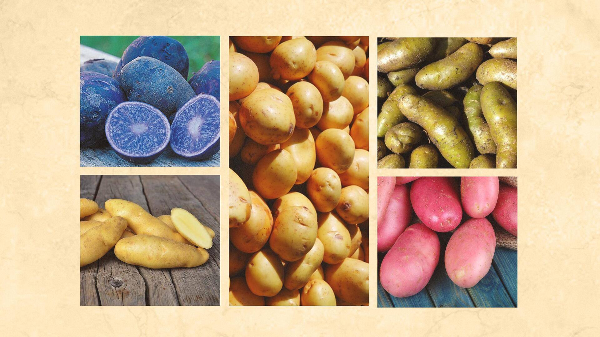 National Potato Day: Discover these lesser-known kinds of potatoes
