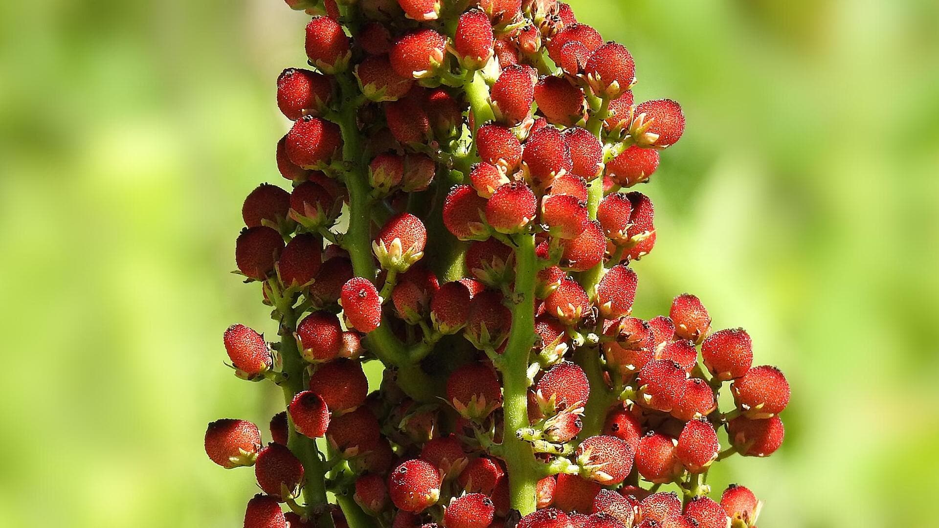 Gourmet innovations with tangy sumac