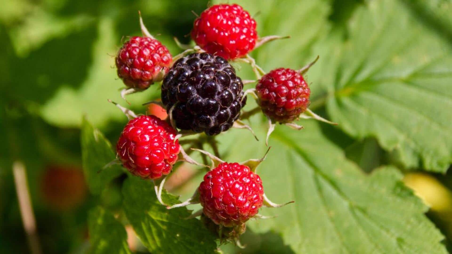 This is how you can grow dewberries in your backyard