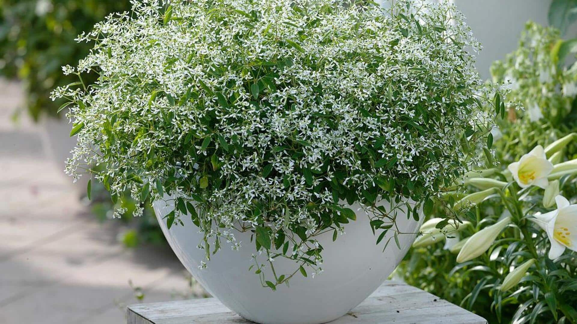 Simple tips to grow diamond frost euphorbia indoors