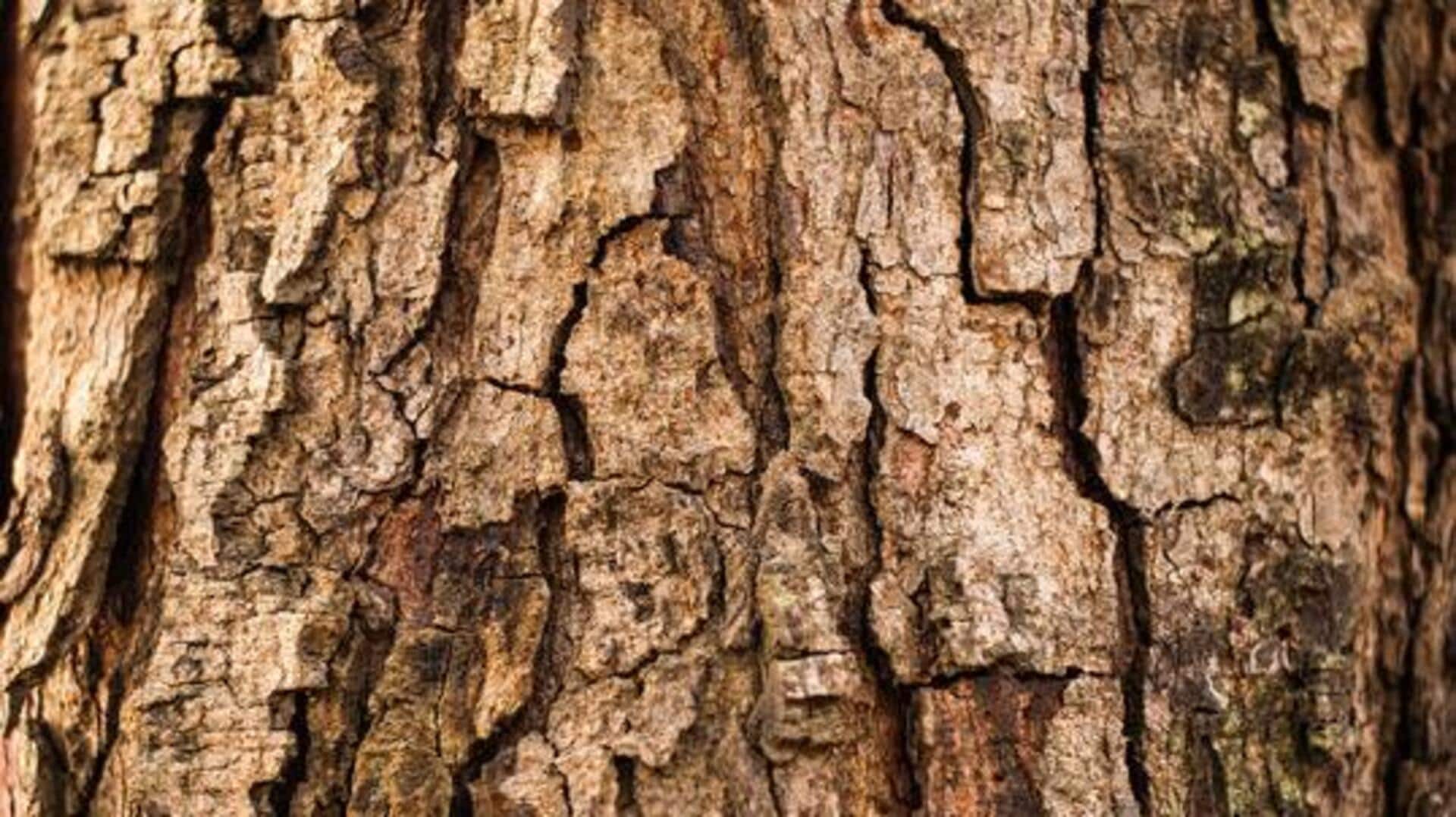 Shea tree bark: A must-have for healthy skin