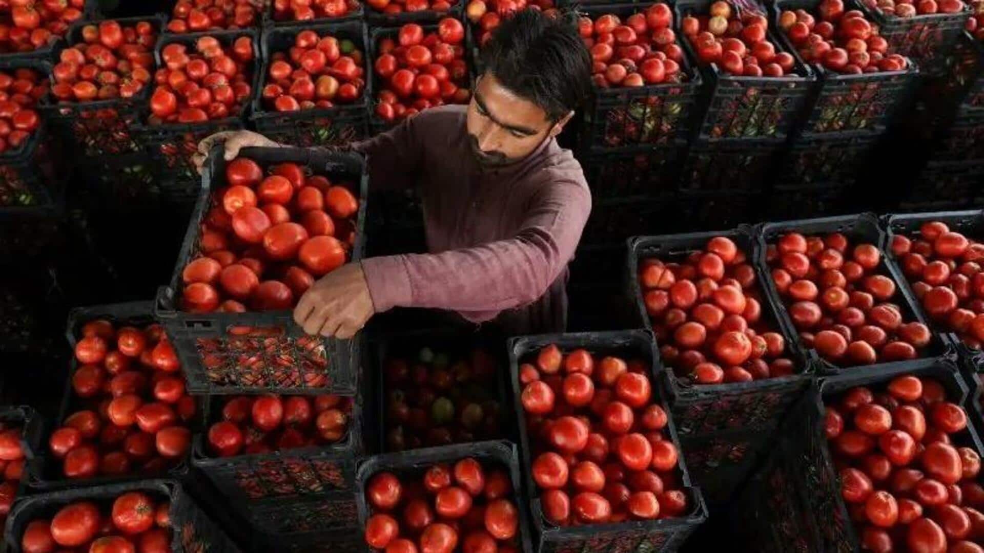 Tomatoes 5× costlier: How shutting Afghanistan border is hurting Pakistan Tomatoes 5× costlier: How shutting Afghanistan border is hurting Pakistan