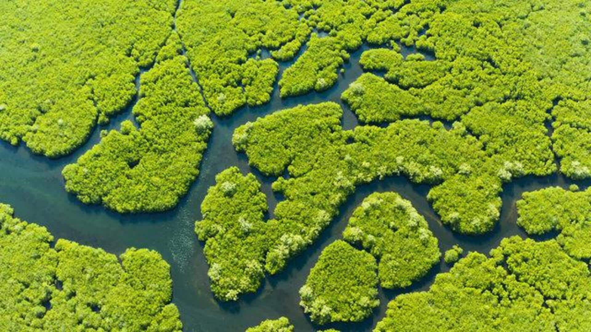 World Wildlife Day: Why mangroves matter for biodiversity