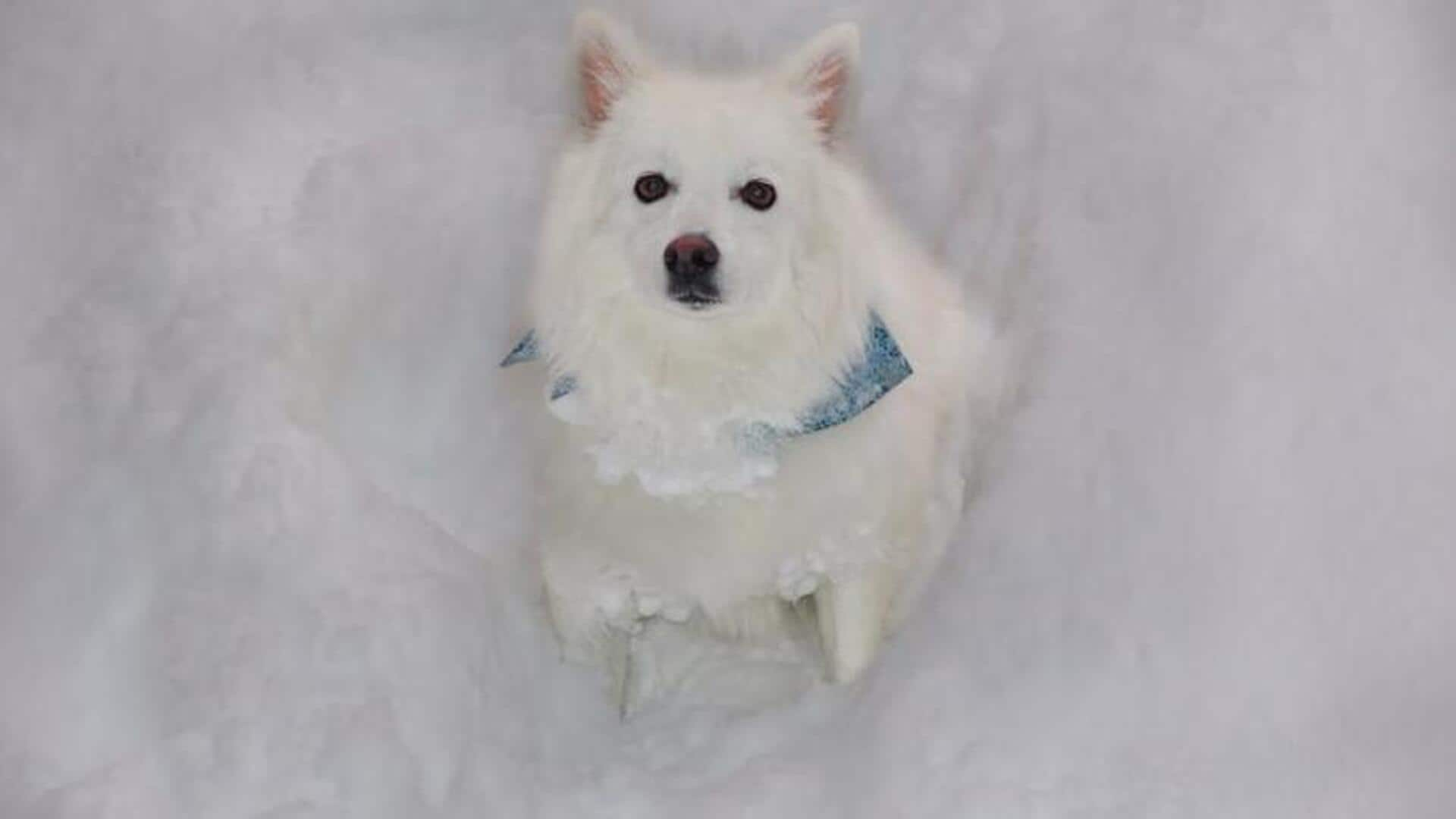 Essential dental hygiene tips for American Eskimo Dogs