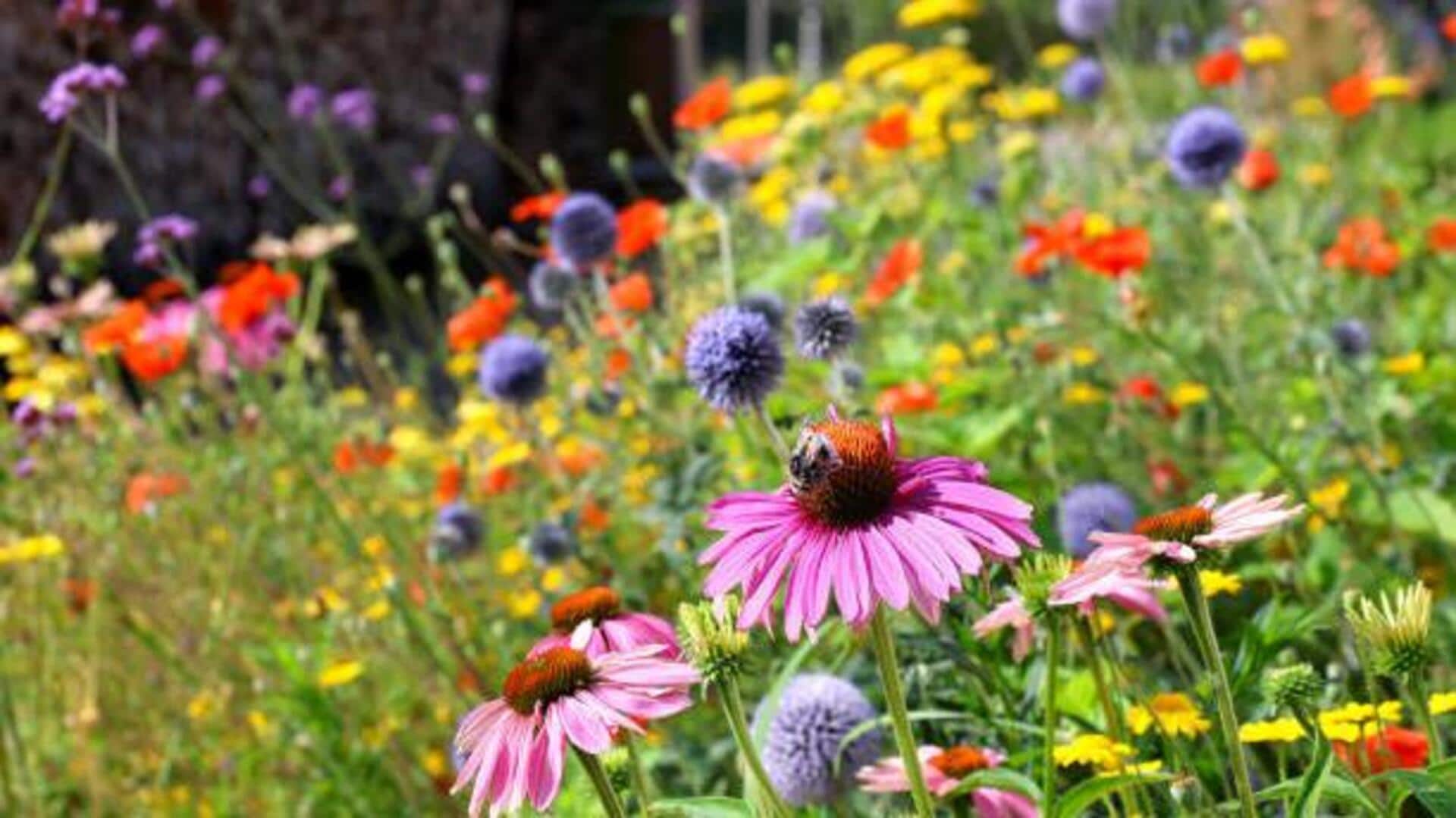 Where to find wildflowers in the Rockies Where to find wildflowers in the Rockies