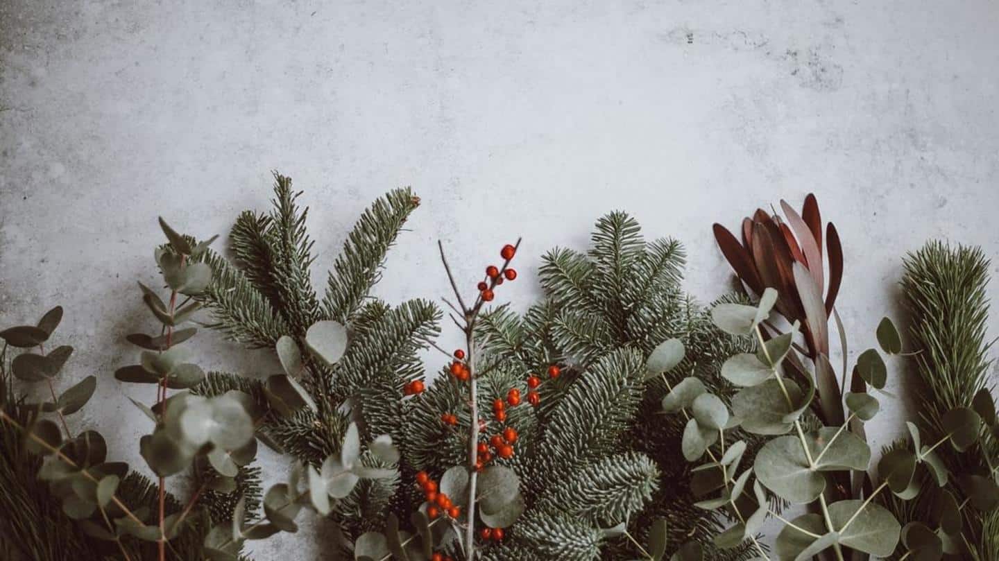 5 festive plants besides Christmas tree
