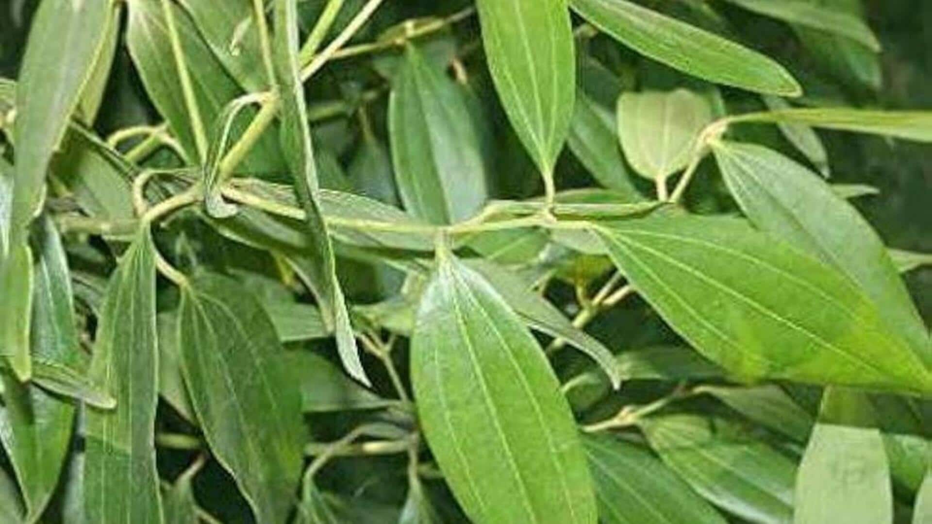 Here's how you can grow bay leaves at home
