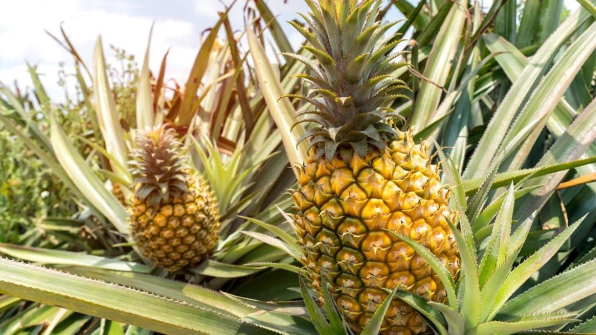 Pineapple plant care made easy: 5 tips