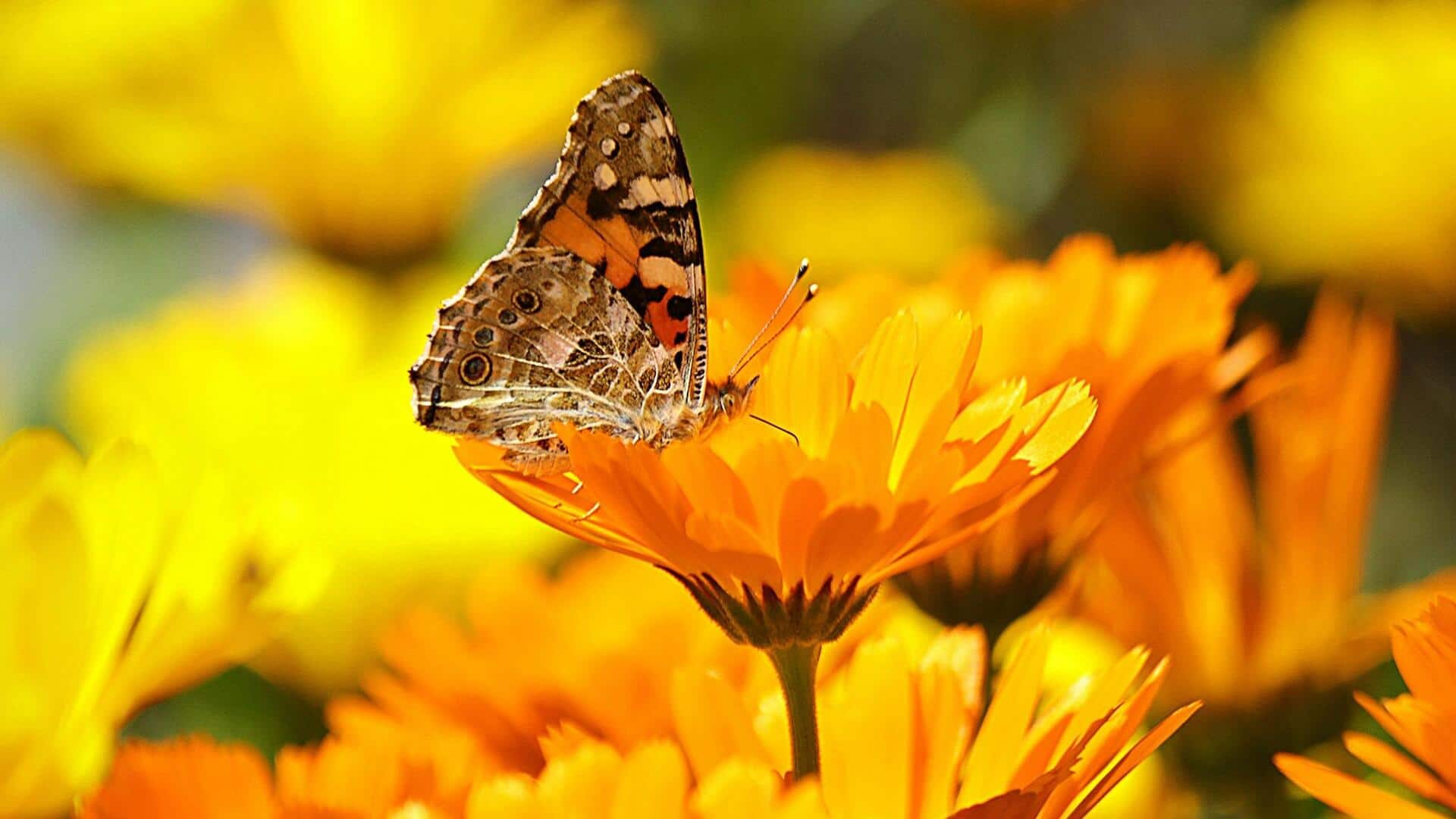 Why every gardener needs calendula in their backyard