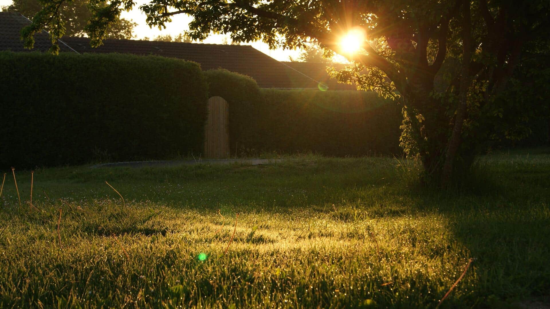 How the morning sun can make you feel better