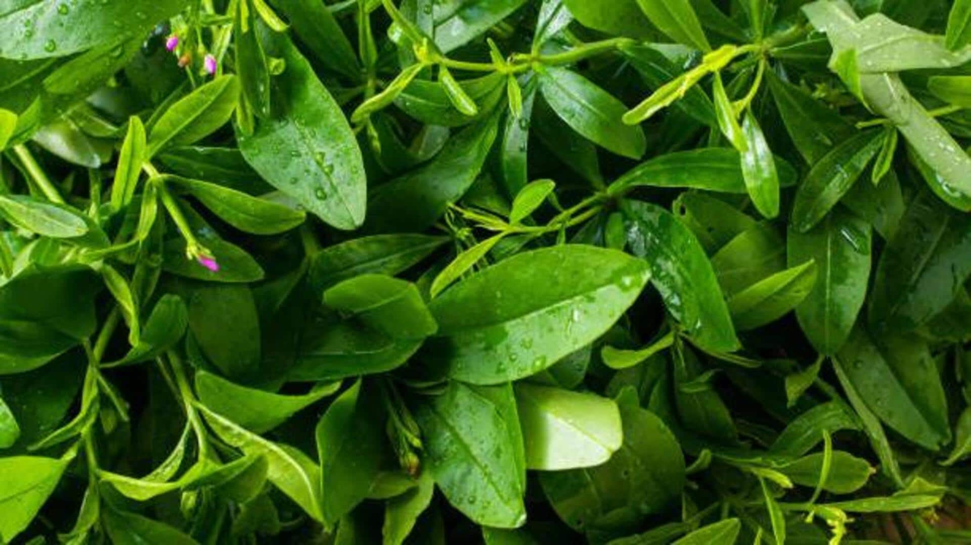 Waterleaf: The superfood you've been missing out on Waterleaf: The superfood you've been missing out on
