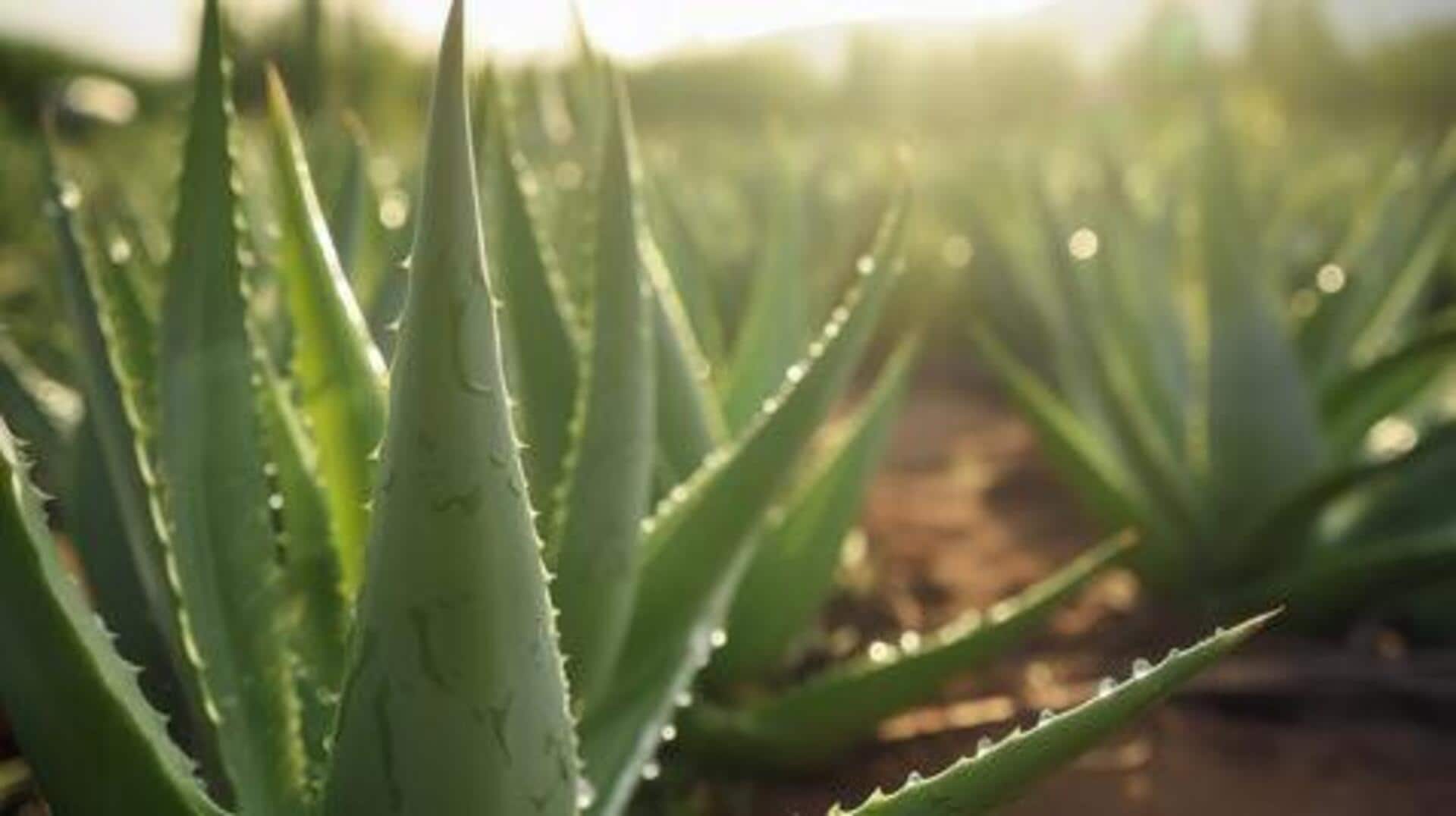 5 lighting tips to help aloe vera thrive 