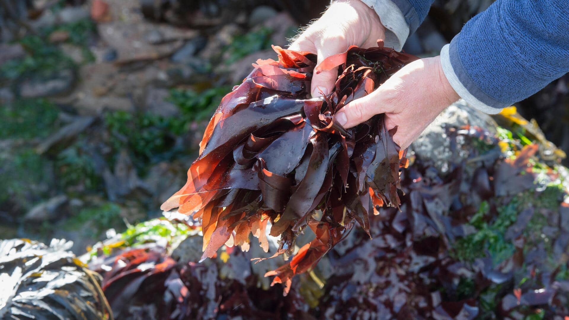 Dulse: All about this nutrient-rich sea vegetable