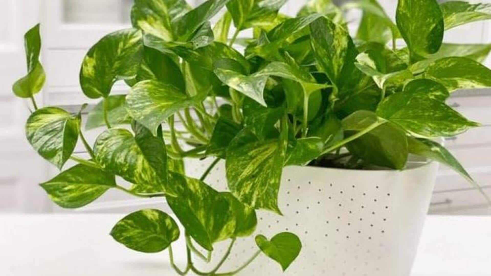 Prolific pothos: 5 simple growth guidelines