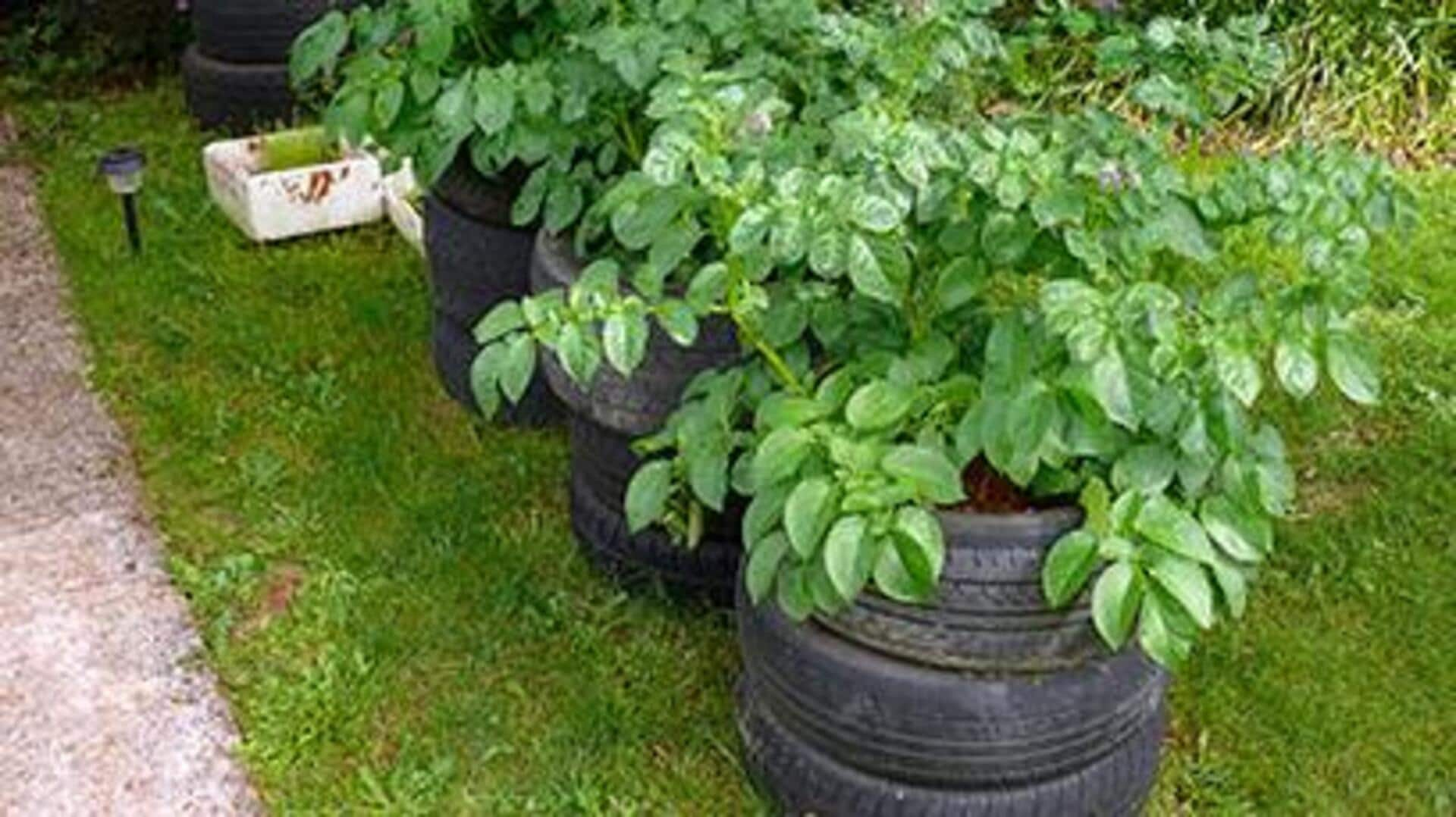 Growing earthy potatoes in stackable tire planters