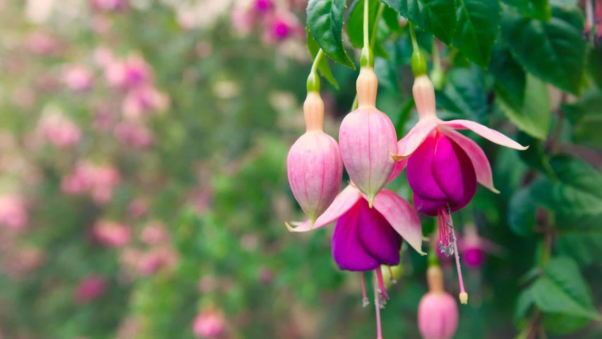 Tips for nurturing your fuschia plants at home