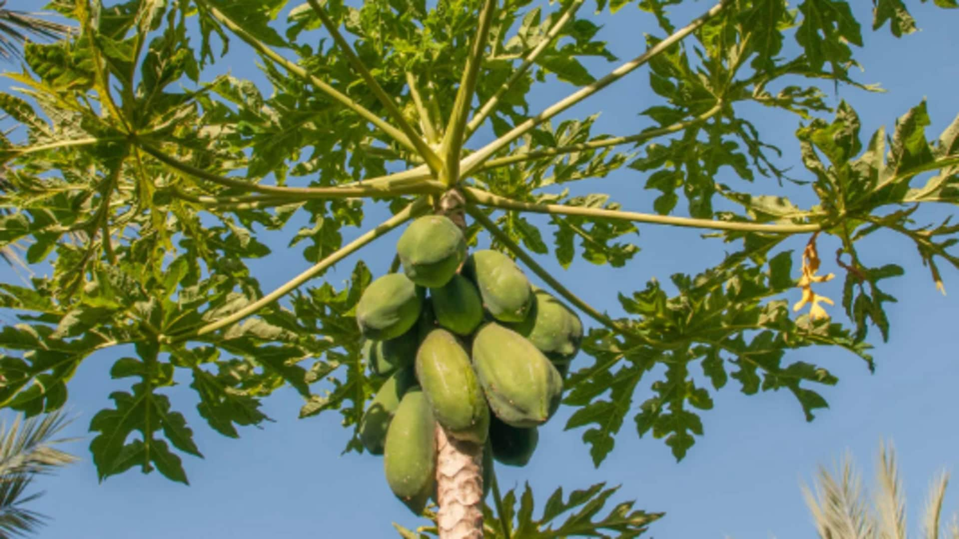 Tips for nurturing thriving papaya trees at home