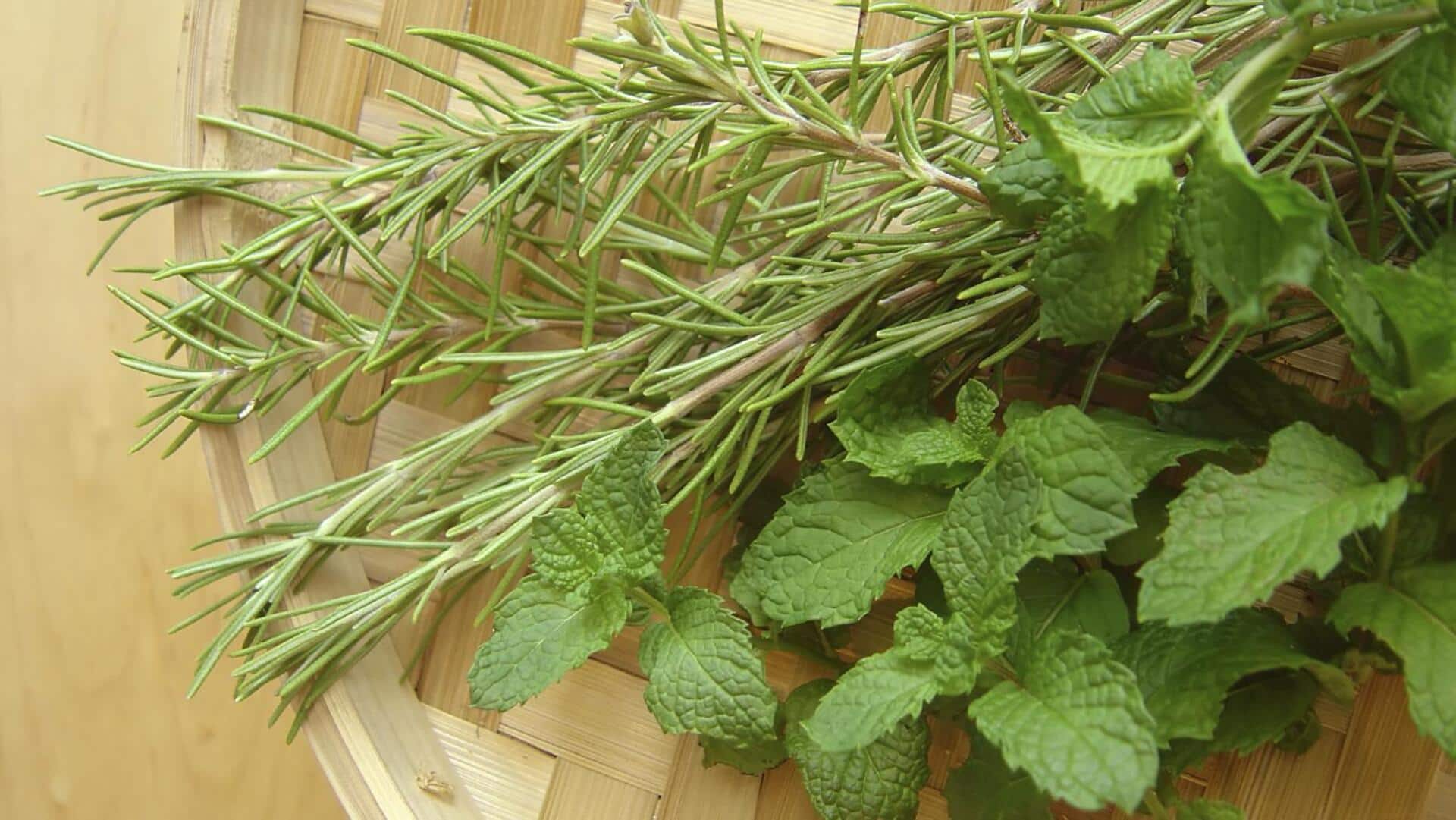 Elevate your pasta with a burst of rosemary and mint Elevate your pasta with a burst of rosemary and mint