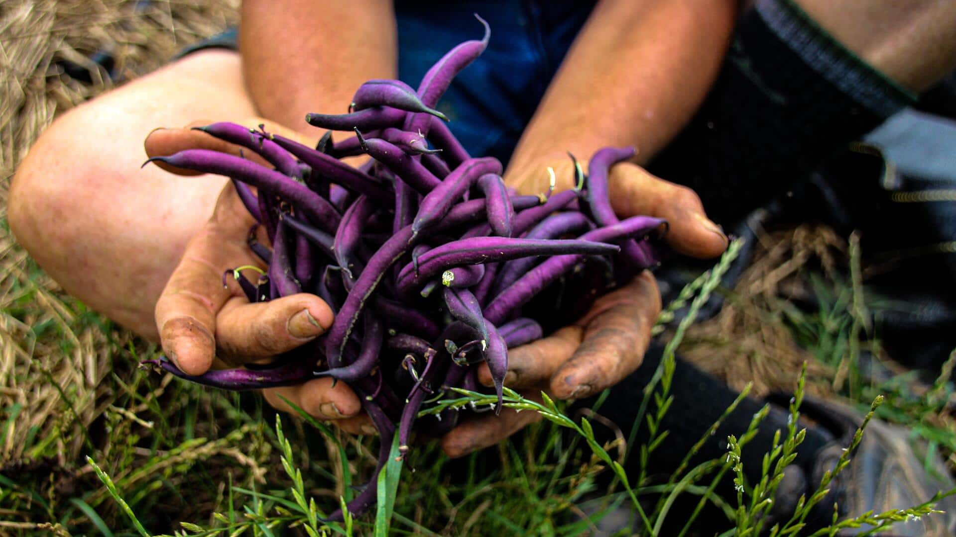 The easy way to grow bush beans at home