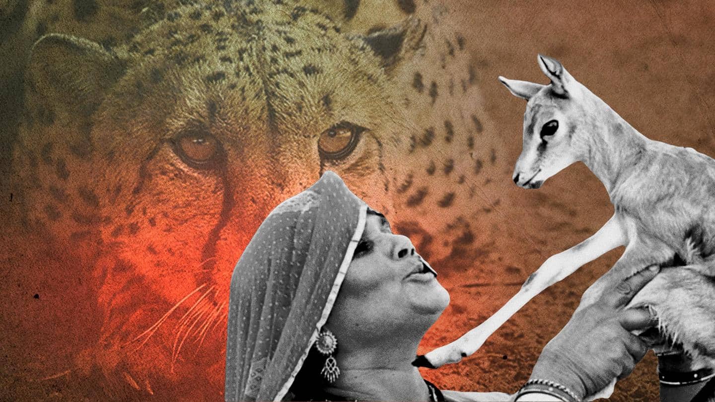 'Deer fed to Kuno cheetahs': Bishnoi community seeks PM's intervention