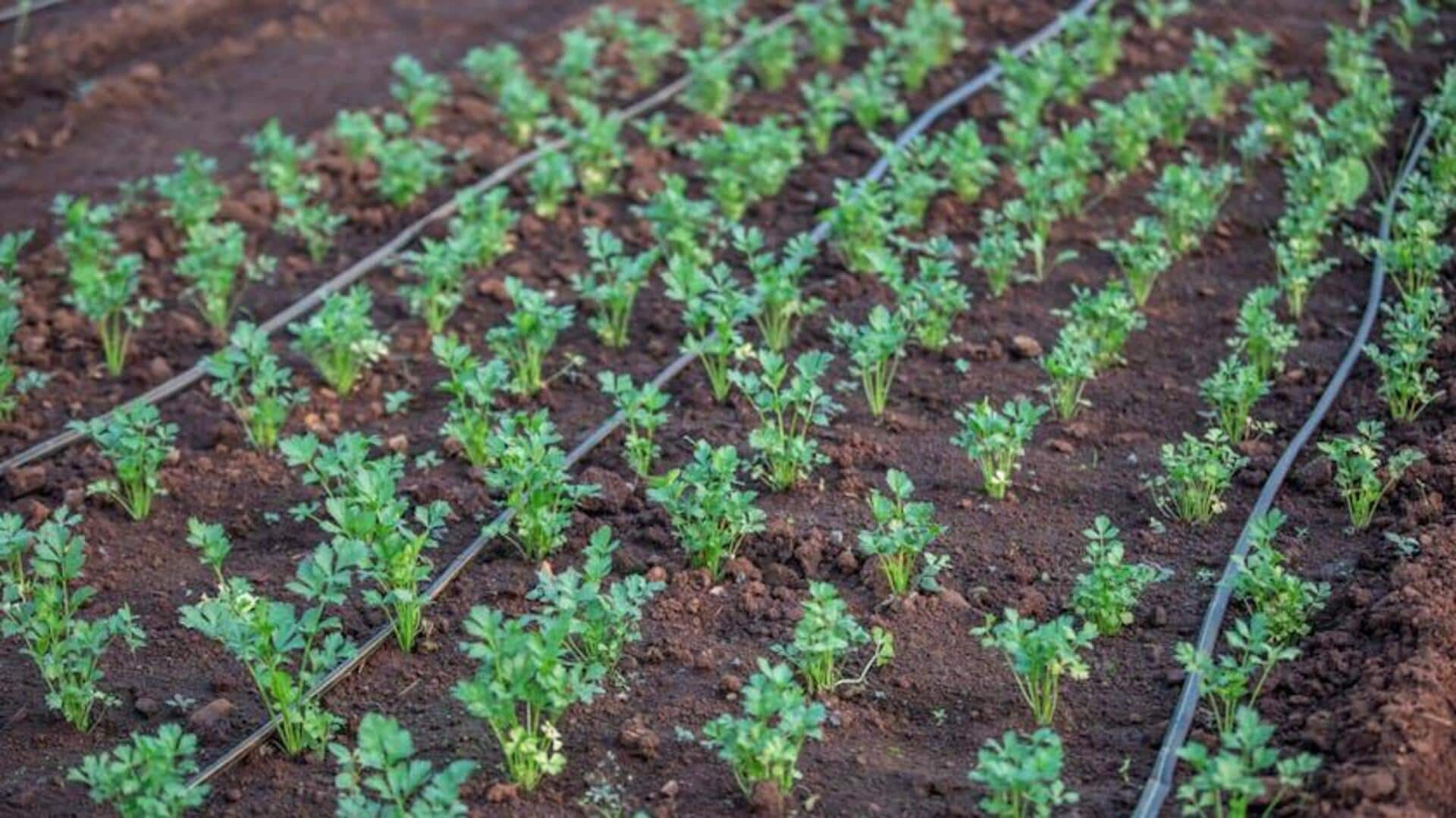 Low-cost drip irrigation methods in Africa