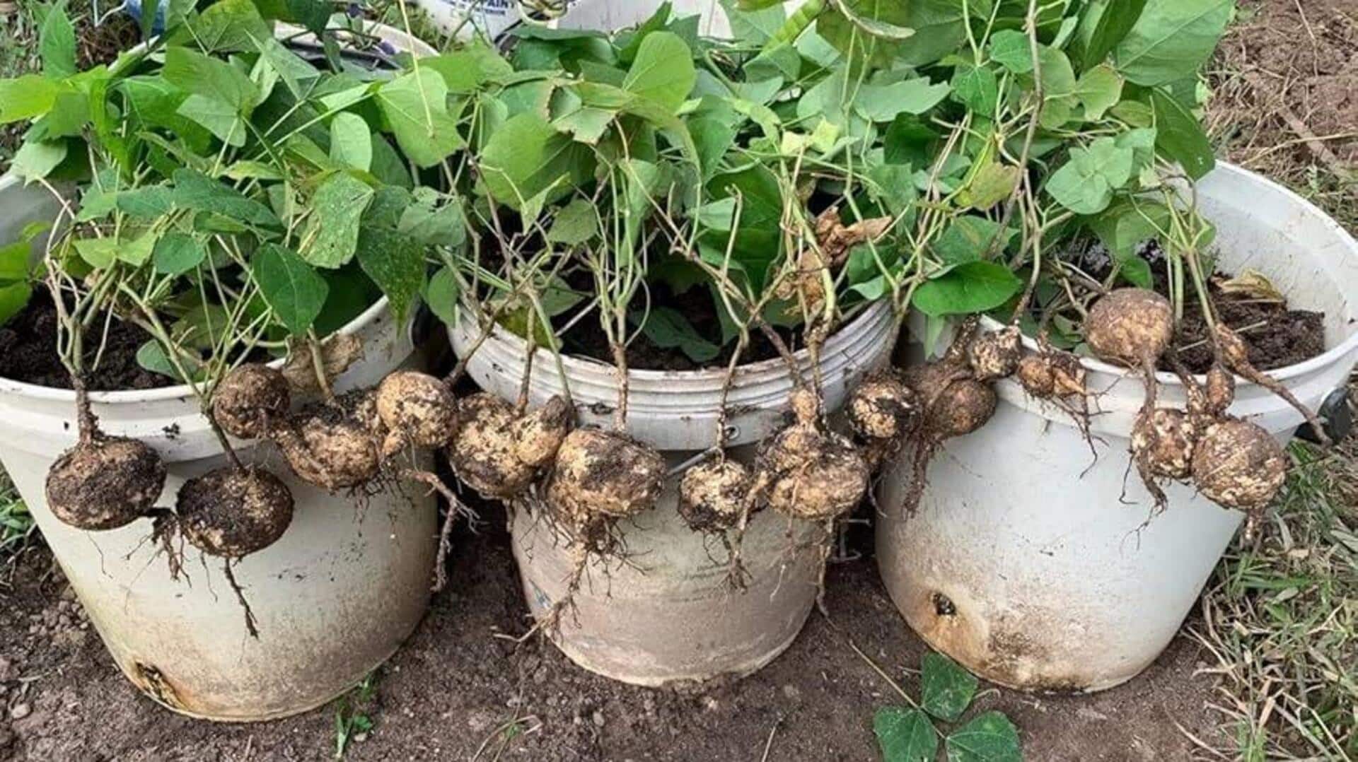 How to grow jicama at home How to grow jicama at home