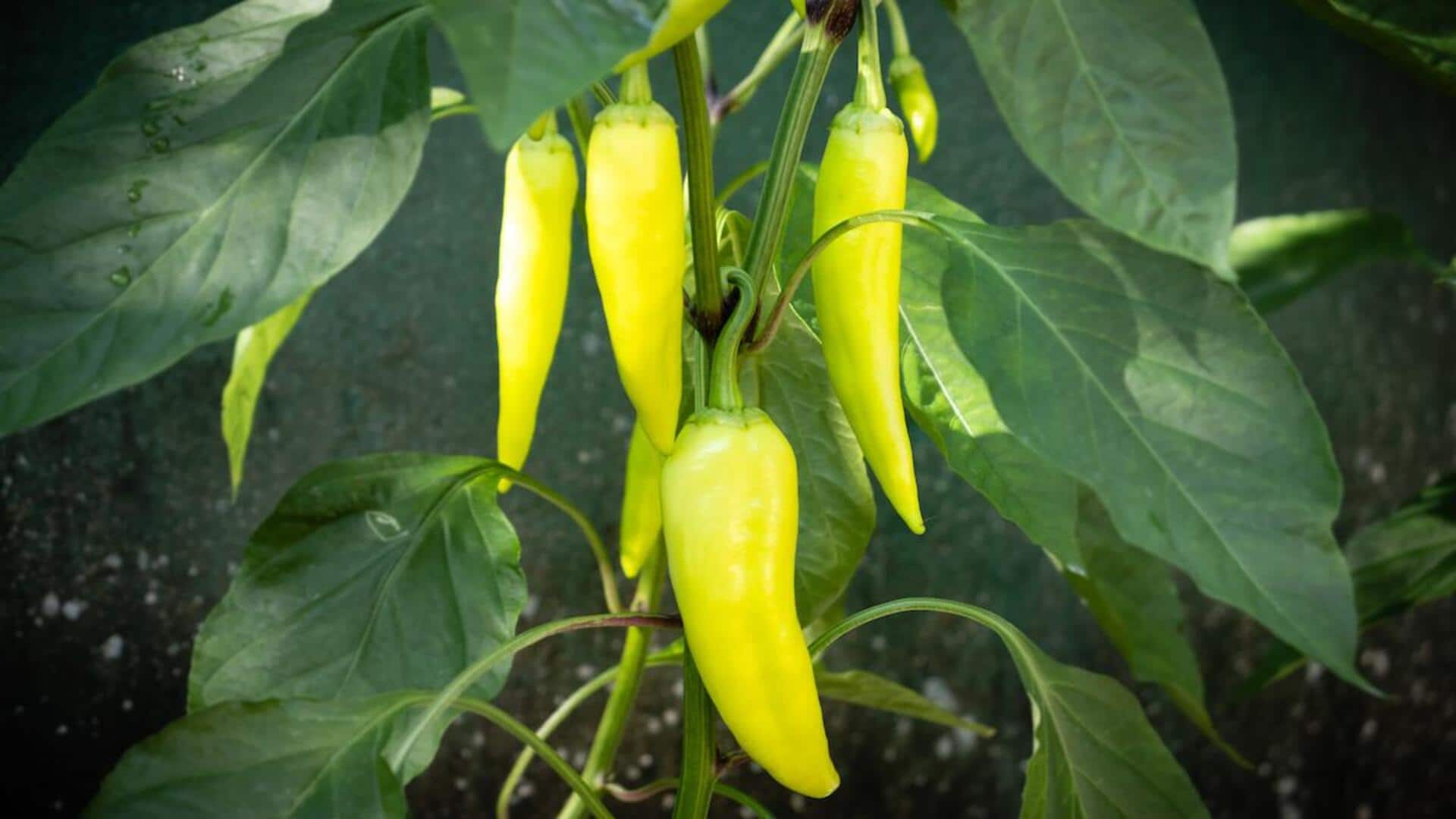 Grow banana peppers at home in 5 simple steps!