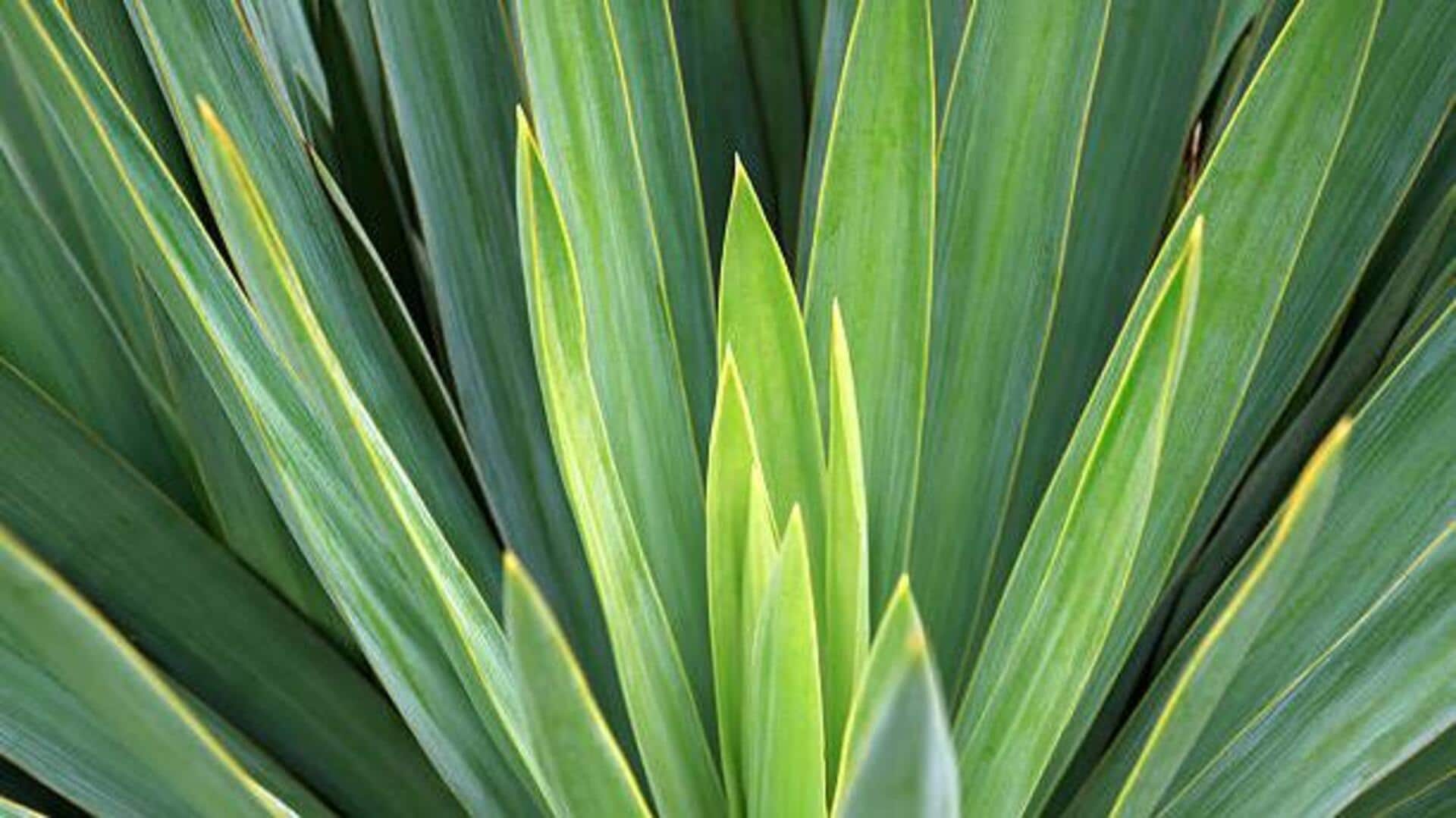 Why you should know about sisal leaves 