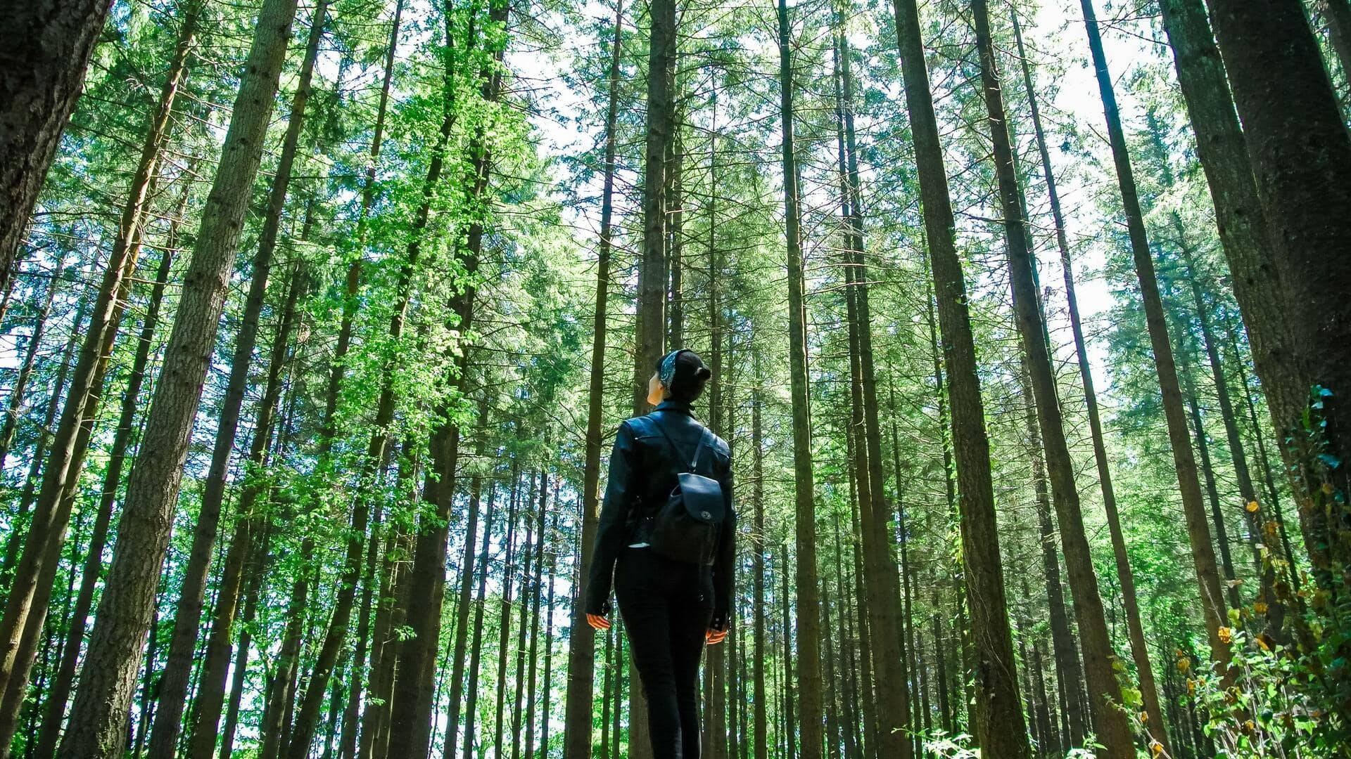 The surprising power of forest bathing