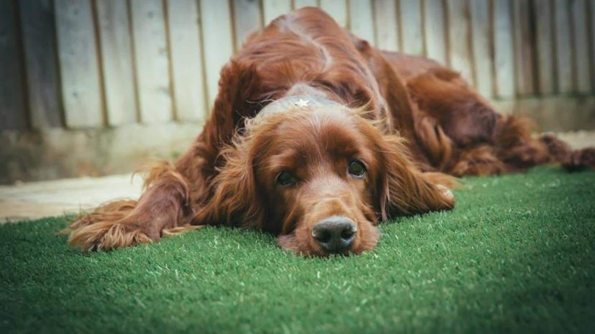 Irish Setter exercise engagement tips