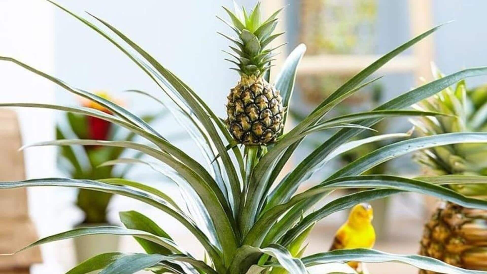 How to grow pineapple plants at home How to grow pineapple plants at home