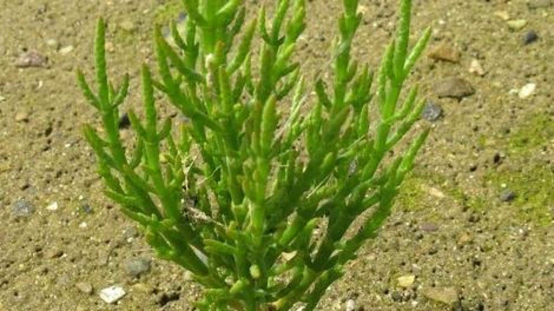 Salicornia: Discover the benefits of this sea vegetable