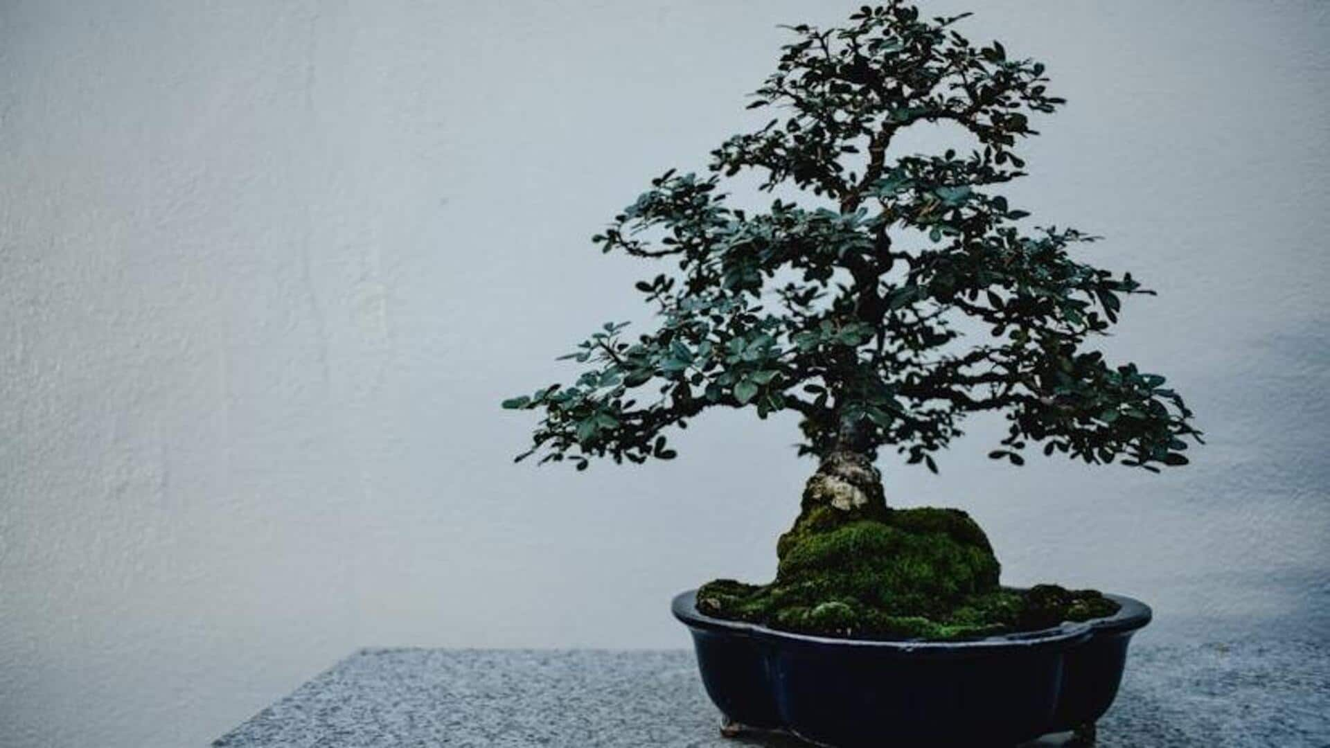 Bonsai tree-shaping workshops: Where art, science, and patience intertwine