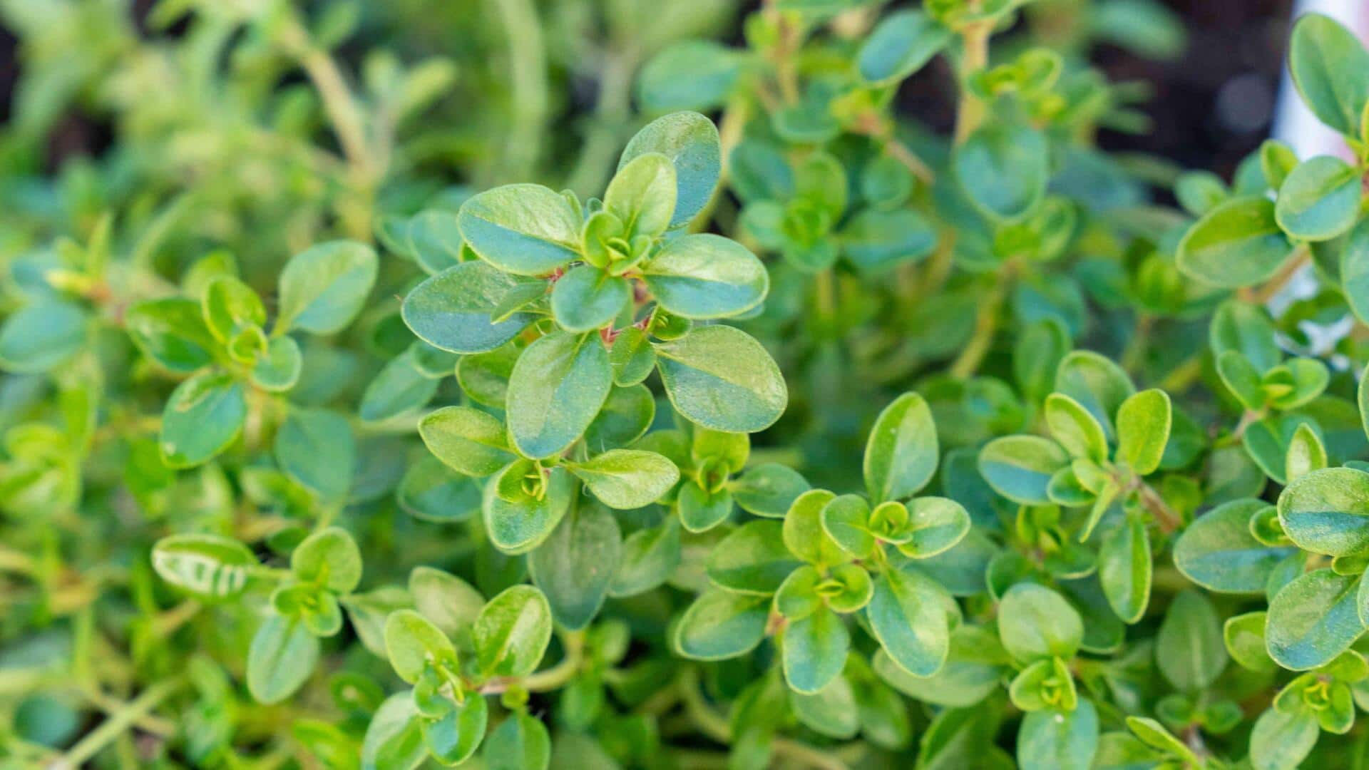 How to grow thyme at home How to grow thyme at home