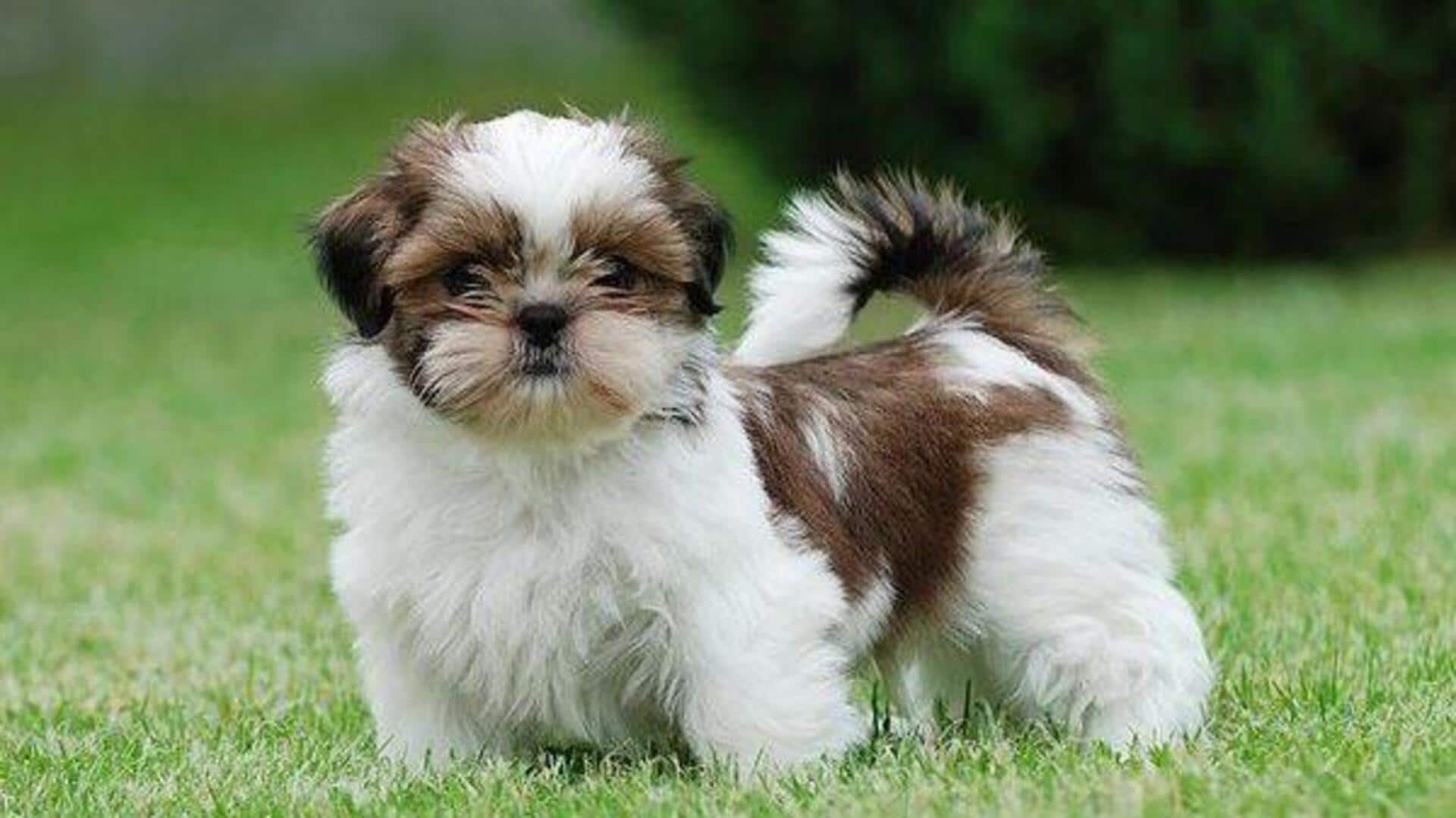 Take care of your Shih Tzu's dense coat: Here's how