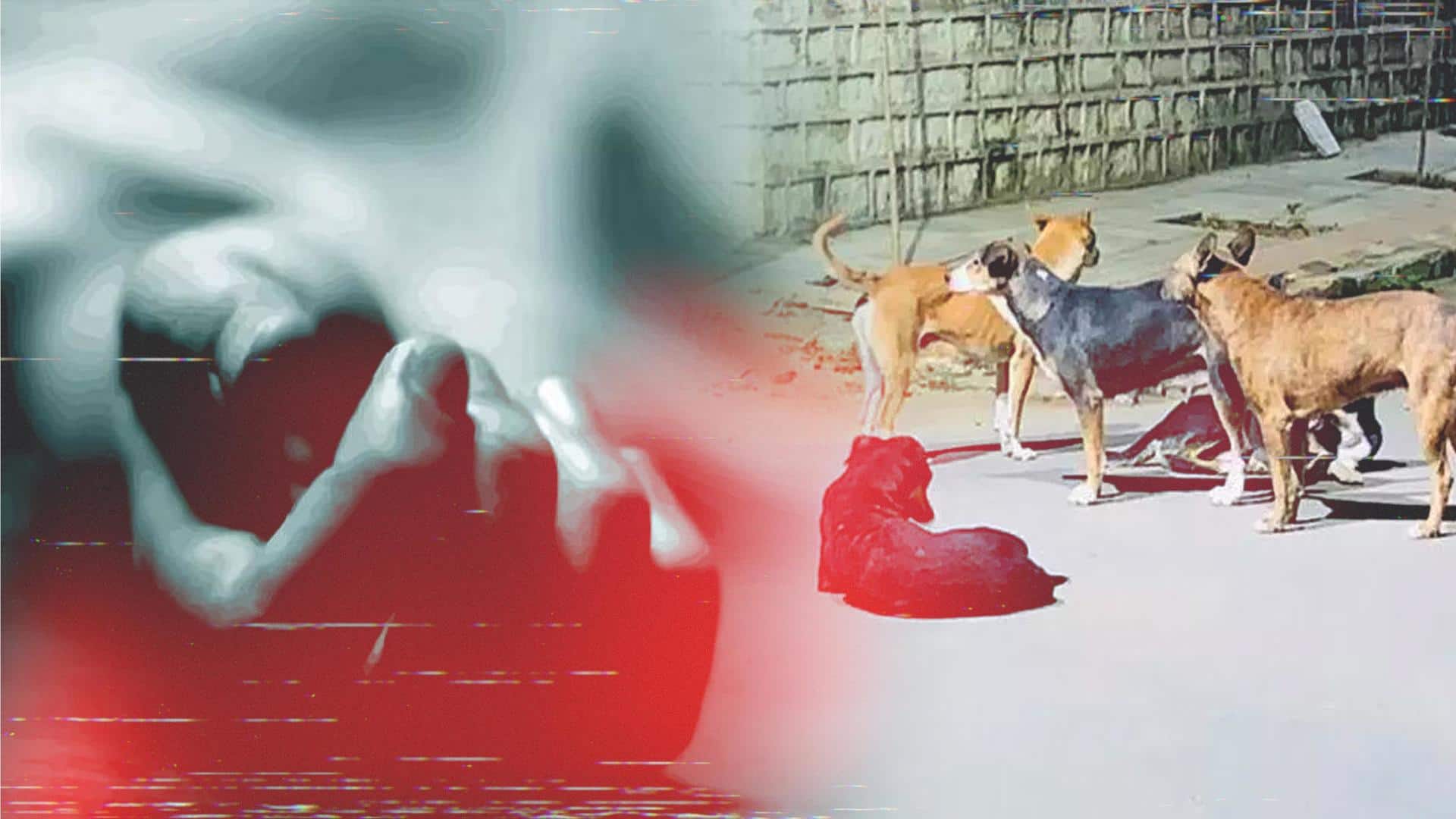 Hyderabad: 5-year-old boy mauled to death by stray dogs 