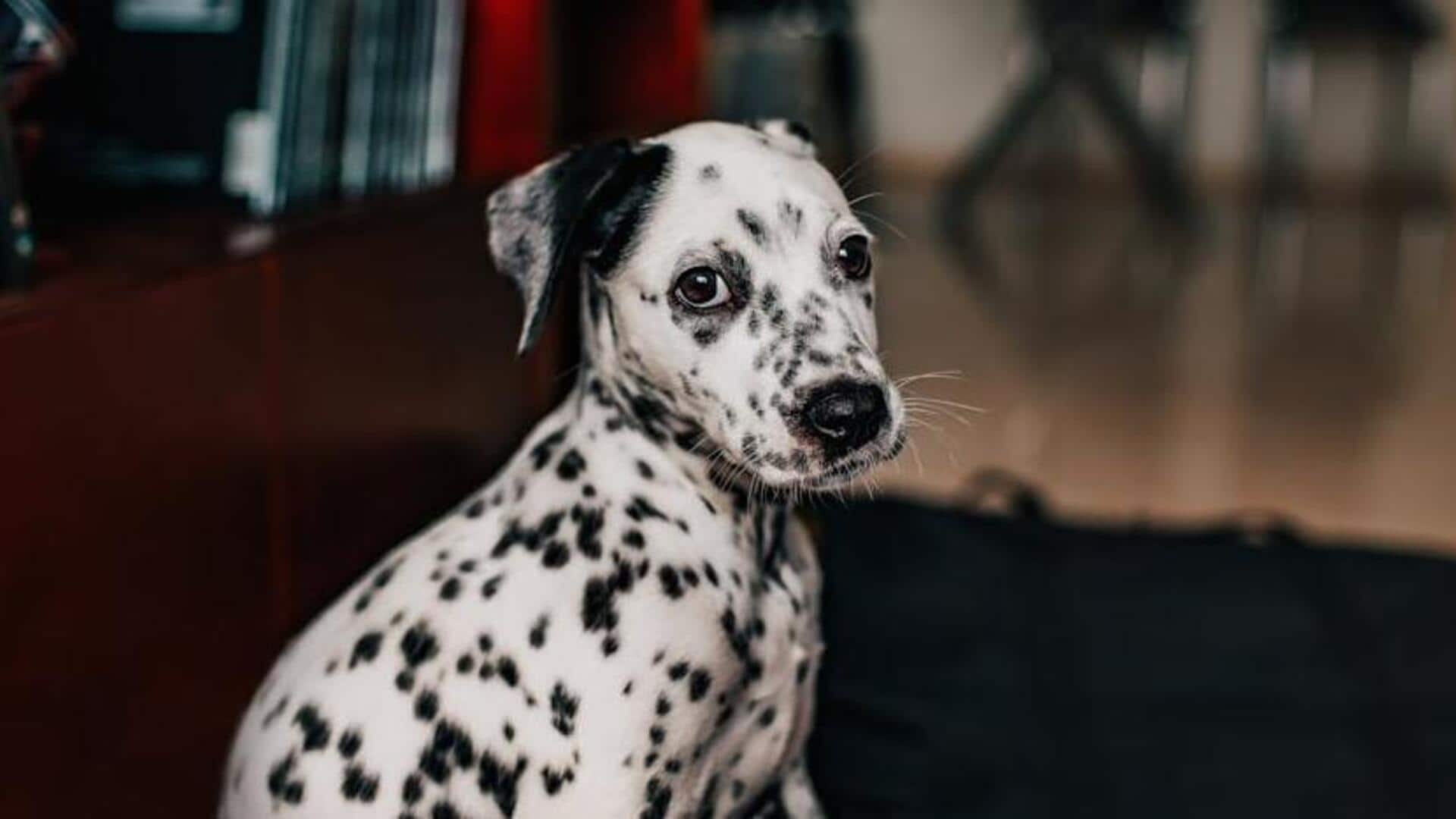 Dalmatian's coat care management gets easier with these tips