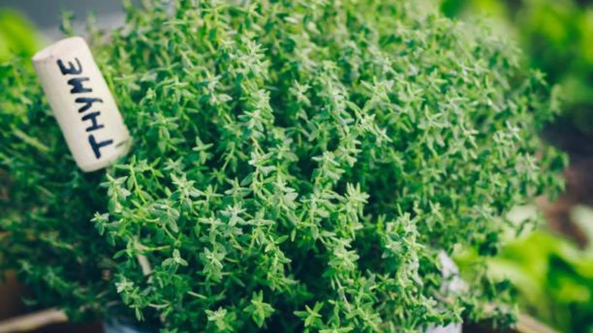 5 amazing health benefits of thyme 5 amazing health benefits of thyme
