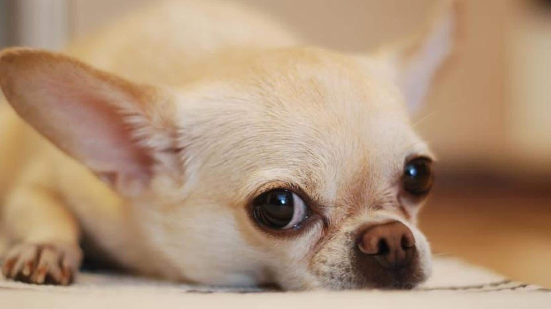 Chihuahua training: How to shape your dog's temperament