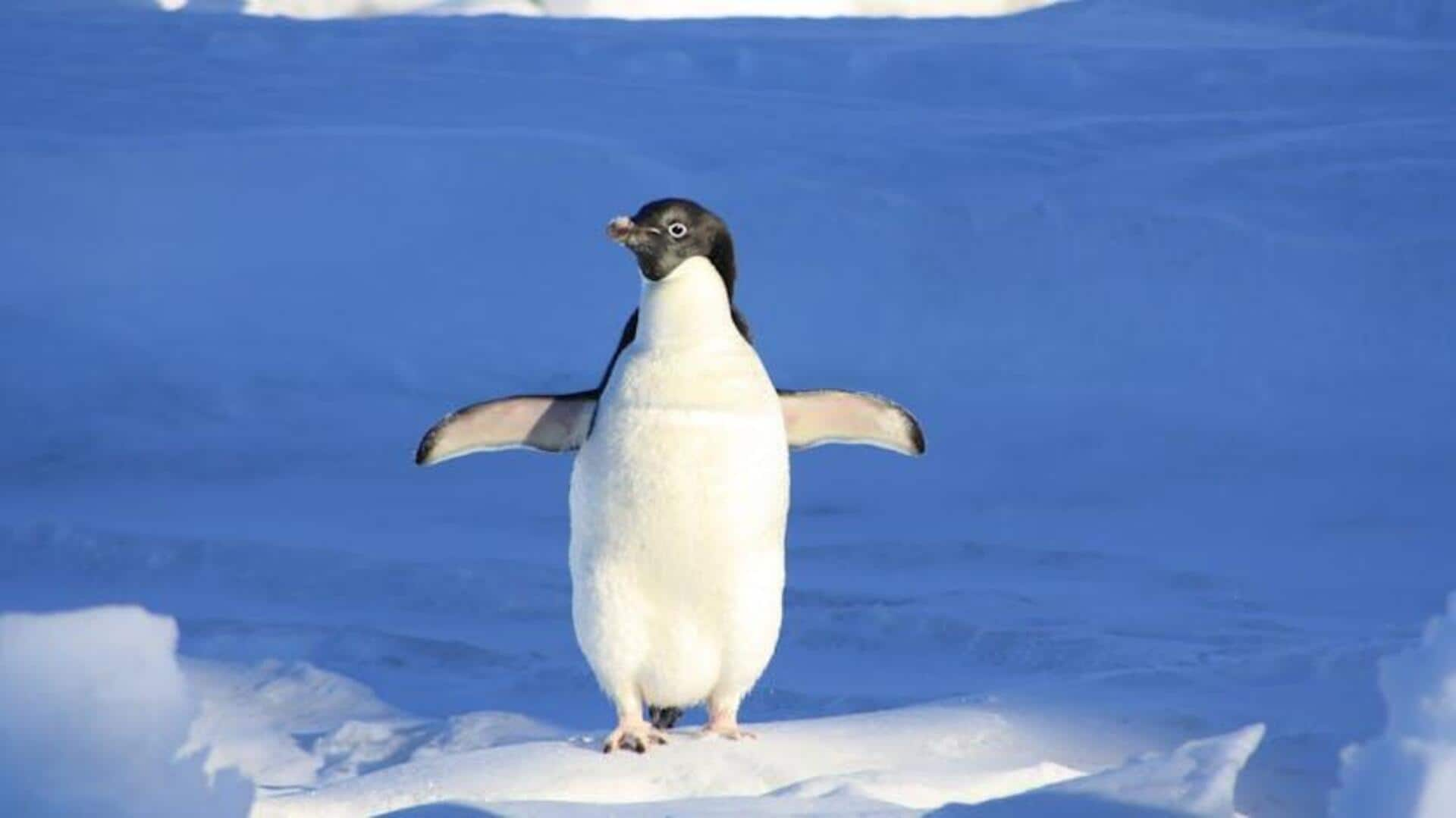 Playful penguins encounter: Antarctic ice walks