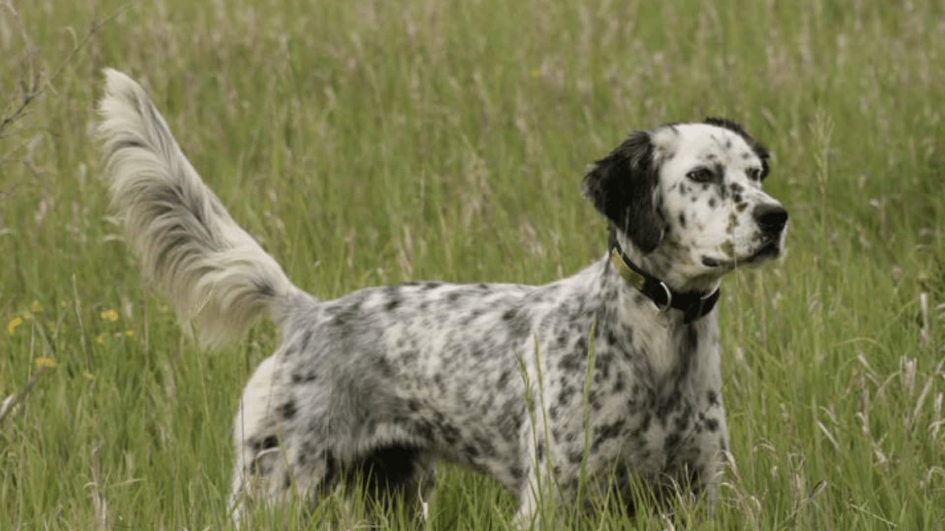 How to groom your English Setter with care and ease