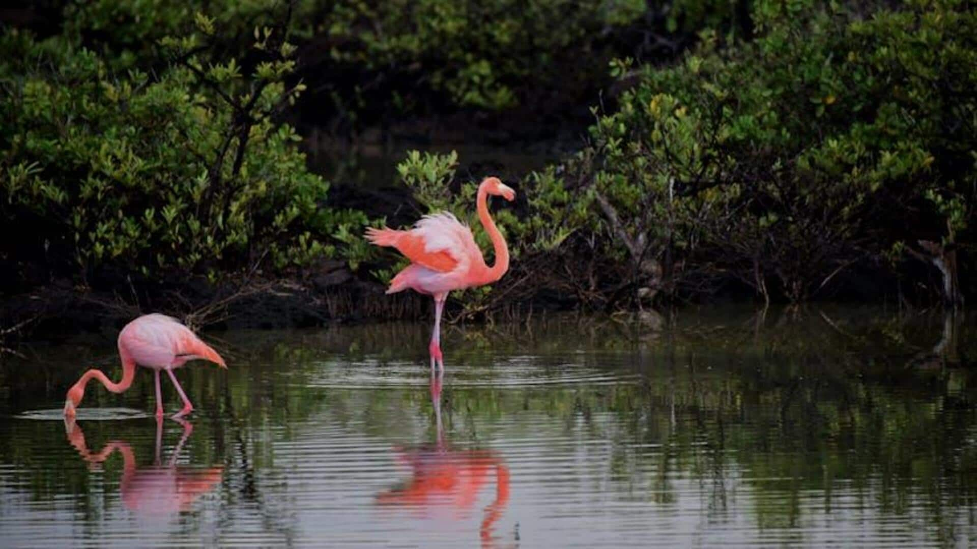 Gliding with flamingos: Wildlife paddleboarding