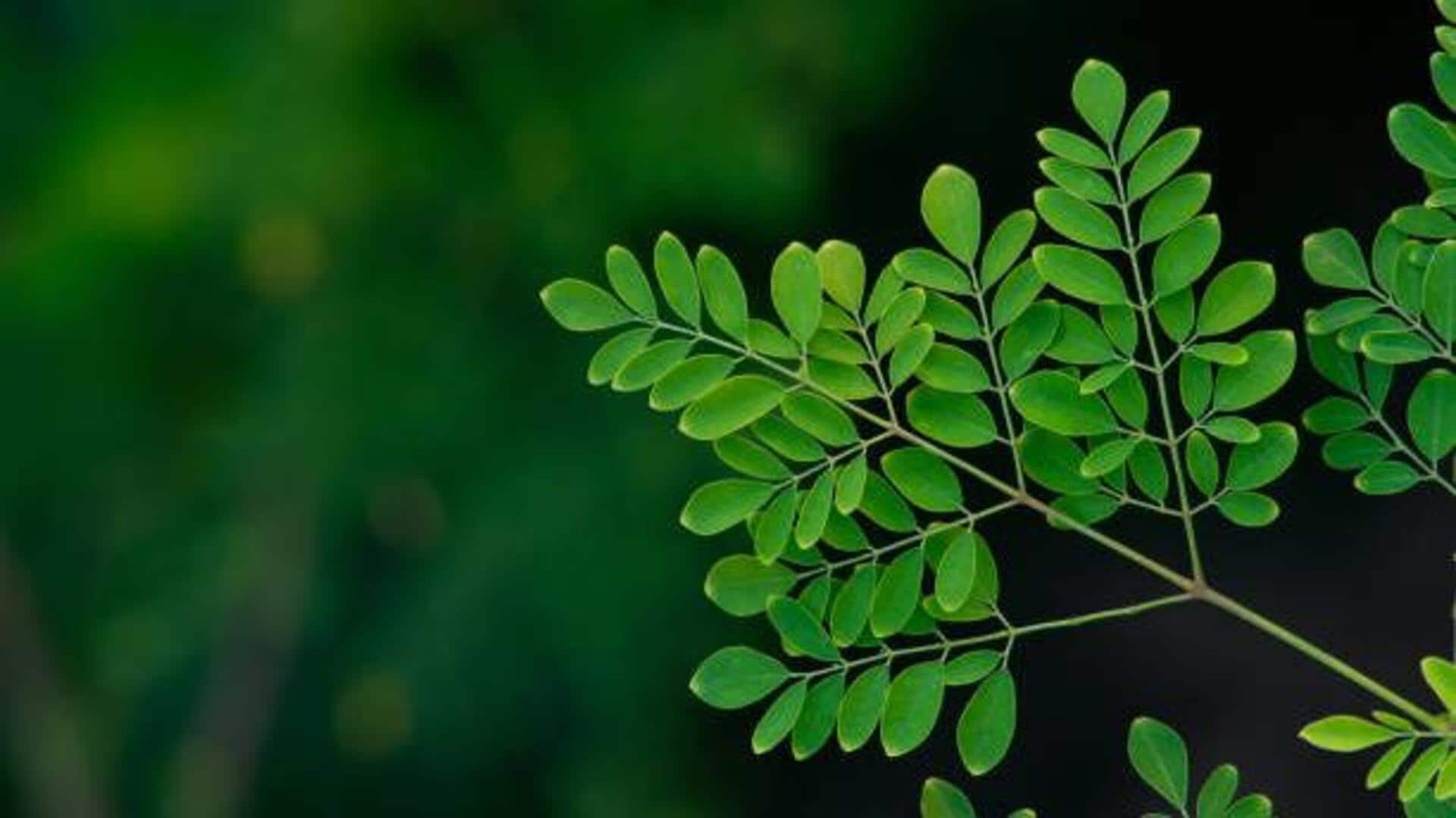 Boost your tea time with the power of moringa leaf