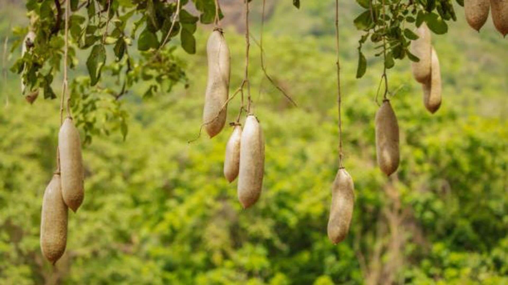 Kigelia fruit: Your secret to youthful skin Kigelia fruit: Your secret to youthful skin