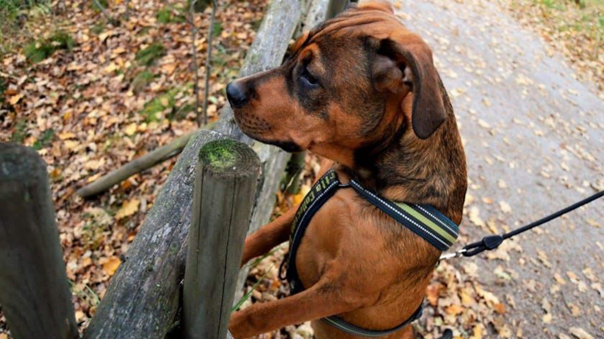No more tangled leashes: How to store dog leads neatly No more tangled leashes: How to store dog leads neatly
