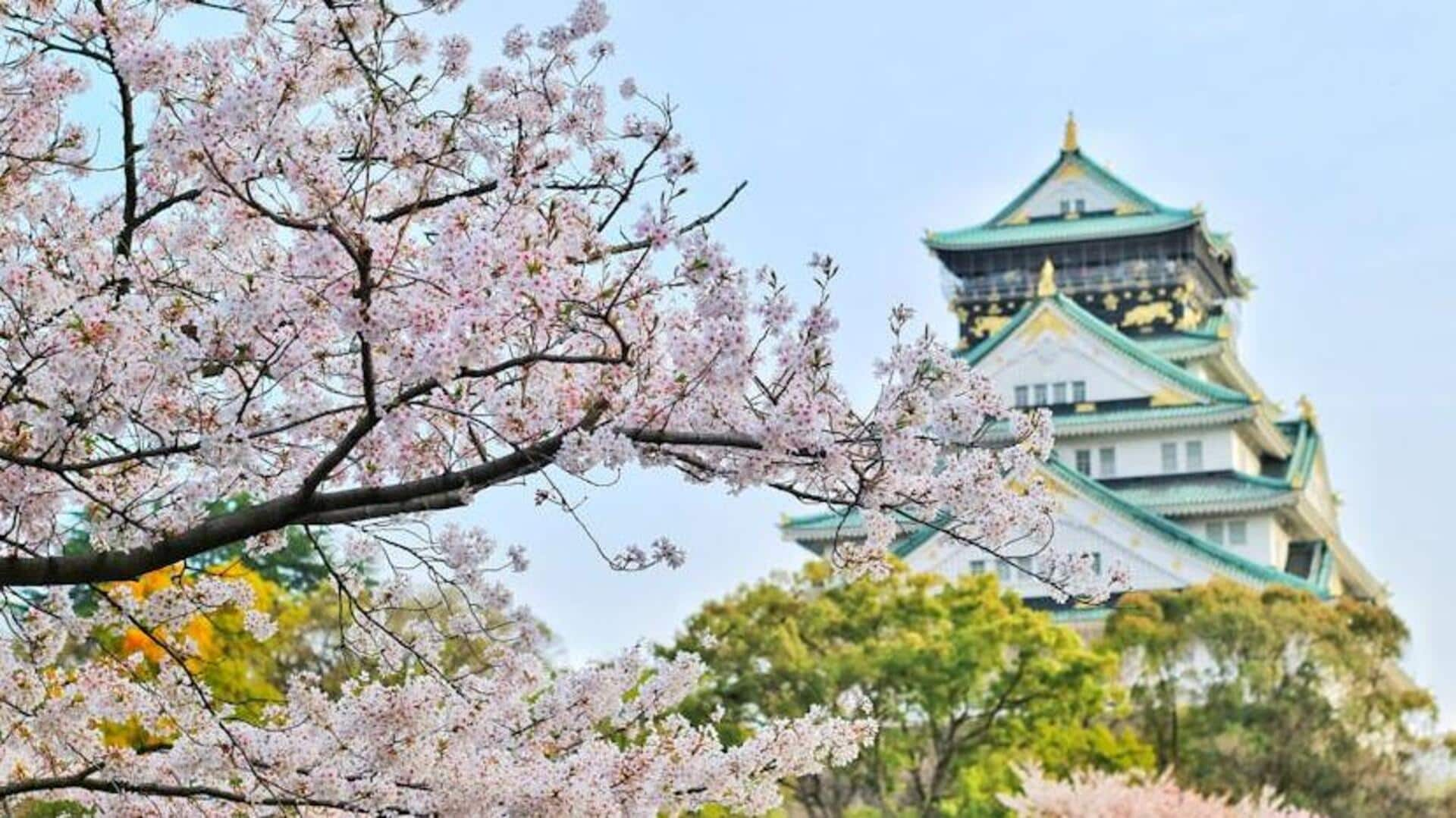 Explore Kyoto's cherry blossom havens