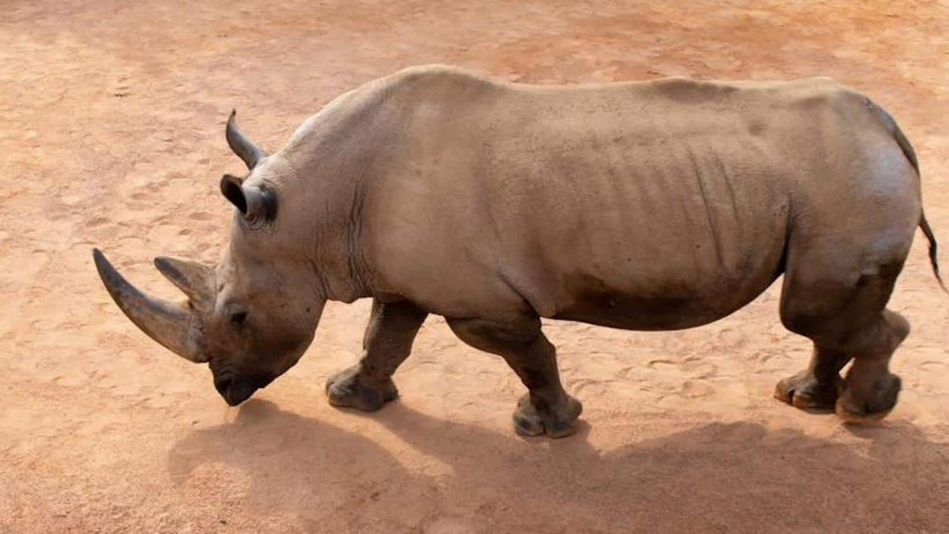 Track the gentle giants: Rhino tracking in Namibia